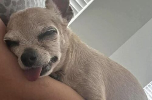 La cagnolina anziana sta affrontando un periodo difficile a causa dell’insufficienza cardiaca. La famiglia vuole garantirle serenità e amore.
