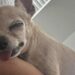 La cagnolina anziana sta affrontando un periodo difficile a causa dell’insufficienza cardiaca. La famiglia vuole garantirle serenità e amore.