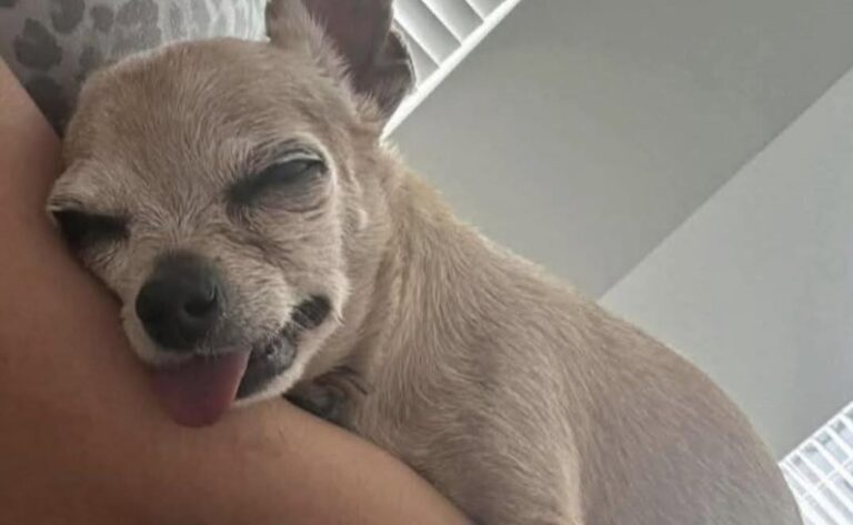 La cagnolina anziana sta affrontando un periodo difficile a causa dell’insufficienza cardiaca. La famiglia vuole garantirle serenità e amore.