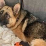 Cucciolo trovato con una borsa delle sue cose, l’abbraccio che apre una nuova vita