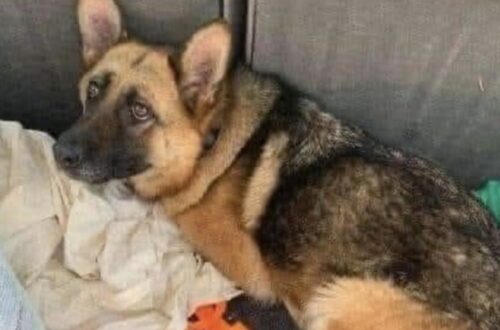 Il cucciolo era solo, spaventato e con una borsa accanto. Chi lo ha trovato ha deciso subito di portarlo con sé.