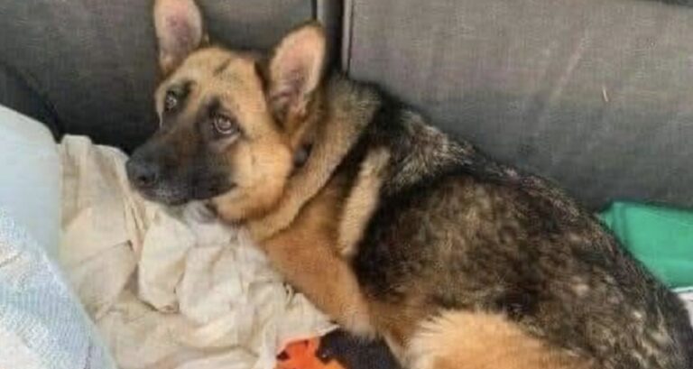 Il cucciolo era solo, spaventato e con una borsa accanto. Chi lo ha trovato ha deciso subito di portarlo con sé.