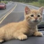Trova un gattino sul cruscotto mentre guida: il piccolo autostoppista entra nella sua vita