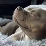 Gigi adottata, il primo viaggio verso casa diventa l’inizio della nuova vita