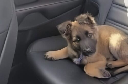 Guida sedici ore per adottarlo dopo averlo visto abbandonato in un sacchetto Un uomo ha affrontato un lungo viaggio per adottare un animale trovato in condizioni difficili e portarlo finalmente a casa. Ha guidato otto ore per raggiungerlo e altre otto per tornare indietro, ma non ha mai considerato quel viaggio un peso. La decisione era già presa dal primo istante, quando lo aveva visto in un sacchetto, fragile e abbandonato. Da quel momento, per l’uomo che ha scelto di adottarlo, non si trattava più soltanto di un salvataggio: era l’inizio di una nuova famiglia. La storia nasce da un incontro improvviso, di quelli che cambiano il corso delle cose senza lasciare spazio a troppi calcoli. Davanti a un animale lasciato indietro, chi lo ha visto non è rimasto fermo. Ha organizzato il viaggio, ha affrontato ore di strada e lo ha raggiunto con un solo obiettivo: portarlo via da quella condizione e offrirgli una casa sicura. Il viaggio per l’adozione dopo l’abbandono Il tragitto è stato lungo, sedici ore complessive tra andata e ritorno. Eppure, nel racconto dell’uomo, non c’è stanchezza né esitazione. C’è piuttosto la consapevolezza di aver compiuto un gesto necessario, nato da un legame immediato. «Ho guidato 8 ore per venirti a prendere e adesso altre 8 ore per tornare a casa, e non mi pesa affatto! Mi sono innamorato di te dal primo istante in cui ti ho visto in quel sacchetto». Parole semplici, ma sufficienti a spiegare il senso di quella scelta. L’immagine dell’animale abbandonato in un sacchetto ha lasciato il segno. Da lì è nata una promessa: non permettere che conoscesse di nuovo la solitudine, la paura o l’incertezza. Per molti animali salvati da situazioni difficili, il passaggio verso una nuova casa non è soltanto uno spostamento fisico. Significa lasciare alle spalle un’esperienza traumatica e iniziare, lentamente, a fidarsi di una presenza stabile. Ogni gesto conta: una voce calma, un posto caldo, il cibo, il riposo, la sicurezza di non essere più lasciati soli. Una promessa fatta sulla strada di casa Durante il ritorno, quel viaggio è diventato il primo capitolo di una convivenza appena cominciata. L’uomo ha spiegato di sentirsi fortunato, nonostante le ore trascorse alla guida e la fatica del percorso. Per lui, l’adozione non è stata un sacrificio, ma una scelta piena. «Da oggi siamo una famiglia e mi sento l’uomo più fortunato del mondo. Non conoscerai mai più l’abbandono. Le vere famiglie restano unite, qualunque cosa accada!». La promessa è netta: restare. Dopo l’abbandono, l’animale avrà una casa, una persona di riferimento e una nuova routine da costruire giorno dopo giorno. La strada percorsa per raggiungerlo racconta già il tipo di legame che sta nascendo: non un gesto momentaneo, ma un impegno destinato a durare. Ora comincia la parte più delicata. Serviranno tempo, pazienza e cure per trasformare quella salvezza in serenità. Ma il primo passo è stato fatto. Da un sacchetto lasciato chissà dove a un’auto diretta verso casa, la sua vita ha cambiato direzione grazie a qualcuno che ha deciso di non voltarsi dall’altra parte.
