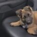 Guida sedici ore per adottarlo dopo averlo visto abbandonato in un sacchetto Un uomo ha affrontato un lungo viaggio per adottare un animale trovato in condizioni difficili e portarlo finalmente a casa. Ha guidato otto ore per raggiungerlo e altre otto per tornare indietro, ma non ha mai considerato quel viaggio un peso. La decisione era già presa dal primo istante, quando lo aveva visto in un sacchetto, fragile e abbandonato. Da quel momento, per l’uomo che ha scelto di adottarlo, non si trattava più soltanto di un salvataggio: era l’inizio di una nuova famiglia. La storia nasce da un incontro improvviso, di quelli che cambiano il corso delle cose senza lasciare spazio a troppi calcoli. Davanti a un animale lasciato indietro, chi lo ha visto non è rimasto fermo. Ha organizzato il viaggio, ha affrontato ore di strada e lo ha raggiunto con un solo obiettivo: portarlo via da quella condizione e offrirgli una casa sicura. Il viaggio per l’adozione dopo l’abbandono Il tragitto è stato lungo, sedici ore complessive tra andata e ritorno. Eppure, nel racconto dell’uomo, non c’è stanchezza né esitazione. C’è piuttosto la consapevolezza di aver compiuto un gesto necessario, nato da un legame immediato. «Ho guidato 8 ore per venirti a prendere e adesso altre 8 ore per tornare a casa, e non mi pesa affatto! Mi sono innamorato di te dal primo istante in cui ti ho visto in quel sacchetto». Parole semplici, ma sufficienti a spiegare il senso di quella scelta. L’immagine dell’animale abbandonato in un sacchetto ha lasciato il segno. Da lì è nata una promessa: non permettere che conoscesse di nuovo la solitudine, la paura o l’incertezza. Per molti animali salvati da situazioni difficili, il passaggio verso una nuova casa non è soltanto uno spostamento fisico. Significa lasciare alle spalle un’esperienza traumatica e iniziare, lentamente, a fidarsi di una presenza stabile. Ogni gesto conta: una voce calma, un posto caldo, il cibo, il riposo, la sicurezza di non essere più lasciati soli. Una promessa fatta sulla strada di casa Durante il ritorno, quel viaggio è diventato il primo capitolo di una convivenza appena cominciata. L’uomo ha spiegato di sentirsi fortunato, nonostante le ore trascorse alla guida e la fatica del percorso. Per lui, l’adozione non è stata un sacrificio, ma una scelta piena. «Da oggi siamo una famiglia e mi sento l’uomo più fortunato del mondo. Non conoscerai mai più l’abbandono. Le vere famiglie restano unite, qualunque cosa accada!». La promessa è netta: restare. Dopo l’abbandono, l’animale avrà una casa, una persona di riferimento e una nuova routine da costruire giorno dopo giorno. La strada percorsa per raggiungerlo racconta già il tipo di legame che sta nascendo: non un gesto momentaneo, ma un impegno destinato a durare. Ora comincia la parte più delicata. Serviranno tempo, pazienza e cure per trasformare quella salvezza in serenità. Ma il primo passo è stato fatto. Da un sacchetto lasciato chissà dove a un’auto diretta verso casa, la sua vita ha cambiato direzione grazie a qualcuno che ha deciso di non voltarsi dall’altra parte.
