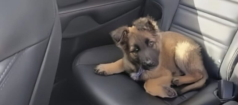 Guida sedici ore per adottarlo dopo averlo visto abbandonato in un sacchetto Un uomo ha affrontato un lungo viaggio per adottare un animale trovato in condizioni difficili e portarlo finalmente a casa. Ha guidato otto ore per raggiungerlo e altre otto per tornare indietro, ma non ha mai considerato quel viaggio un peso. La decisione era già presa dal primo istante, quando lo aveva visto in un sacchetto, fragile e abbandonato. Da quel momento, per l’uomo che ha scelto di adottarlo, non si trattava più soltanto di un salvataggio: era l’inizio di una nuova famiglia. La storia nasce da un incontro improvviso, di quelli che cambiano il corso delle cose senza lasciare spazio a troppi calcoli. Davanti a un animale lasciato indietro, chi lo ha visto non è rimasto fermo. Ha organizzato il viaggio, ha affrontato ore di strada e lo ha raggiunto con un solo obiettivo: portarlo via da quella condizione e offrirgli una casa sicura. Il viaggio per l’adozione dopo l’abbandono Il tragitto è stato lungo, sedici ore complessive tra andata e ritorno. Eppure, nel racconto dell’uomo, non c’è stanchezza né esitazione. C’è piuttosto la consapevolezza di aver compiuto un gesto necessario, nato da un legame immediato. «Ho guidato 8 ore per venirti a prendere e adesso altre 8 ore per tornare a casa, e non mi pesa affatto! Mi sono innamorato di te dal primo istante in cui ti ho visto in quel sacchetto». Parole semplici, ma sufficienti a spiegare il senso di quella scelta. L’immagine dell’animale abbandonato in un sacchetto ha lasciato il segno. Da lì è nata una promessa: non permettere che conoscesse di nuovo la solitudine, la paura o l’incertezza. Per molti animali salvati da situazioni difficili, il passaggio verso una nuova casa non è soltanto uno spostamento fisico. Significa lasciare alle spalle un’esperienza traumatica e iniziare, lentamente, a fidarsi di una presenza stabile. Ogni gesto conta: una voce calma, un posto caldo, il cibo, il riposo, la sicurezza di non essere più lasciati soli. Una promessa fatta sulla strada di casa Durante il ritorno, quel viaggio è diventato il primo capitolo di una convivenza appena cominciata. L’uomo ha spiegato di sentirsi fortunato, nonostante le ore trascorse alla guida e la fatica del percorso. Per lui, l’adozione non è stata un sacrificio, ma una scelta piena. «Da oggi siamo una famiglia e mi sento l’uomo più fortunato del mondo. Non conoscerai mai più l’abbandono. Le vere famiglie restano unite, qualunque cosa accada!». La promessa è netta: restare. Dopo l’abbandono, l’animale avrà una casa, una persona di riferimento e una nuova routine da costruire giorno dopo giorno. La strada percorsa per raggiungerlo racconta già il tipo di legame che sta nascendo: non un gesto momentaneo, ma un impegno destinato a durare. Ora comincia la parte più delicata. Serviranno tempo, pazienza e cure per trasformare quella salvezza in serenità. Ma il primo passo è stato fatto. Da un sacchetto lasciato chissà dove a un’auto diretta verso casa, la sua vita ha cambiato direzione grazie a qualcuno che ha deciso di non voltarsi dall’altra parte.