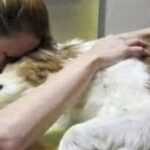 Quando un animale sta morendo, la presenza del proprietario diventa decisiva