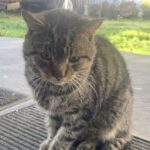 Georgie torna dopo mesi e si presenta alla porta: il randagio del quartiere entra in casa e non vuole più uscire