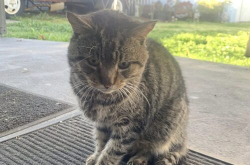 Il gatto era sparito da tempo, poi è ricomparso davanti alla porta e ha iniziato a comportarsi come se fosse già di famiglia.