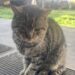 Il gatto era sparito da tempo, poi è ricomparso davanti alla porta e ha iniziato a comportarsi come se fosse già di famiglia.