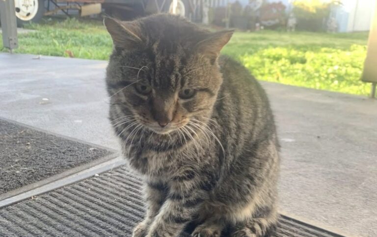 Il gatto era sparito da tempo, poi è ricomparso davanti alla porta e ha iniziato a comportarsi come se fosse già di famiglia.