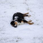 Cagnolina incinta trovata immobile nella neve: salvata dal gelo, partorisce cuccioli sani