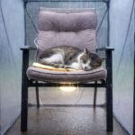 Gatto randagio arriva ogni sera dopo il divorzio e aiuta una donna a ricominciare