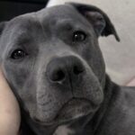 Cade mentre lavora in casa, il pitbull Atlas dà l’allarme e gli salva la vita