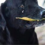Cane randagio entra in mensa con una foglia e riceve un biscotto