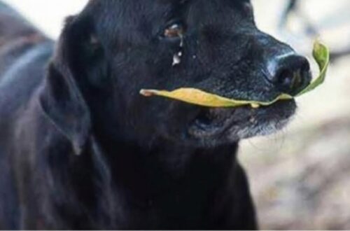 Nel campus di Montería, in Colombia, un cane randagio ha imparato a ricevere biscotti consegnando una foglia al bancone.