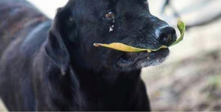 Nel campus di Montería, in Colombia, un cane randagio ha imparato a ricevere biscotti consegnando una foglia al bancone.