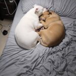Luna e Nala separate al rifugio, poi l’affido temporaneo diventa una casa per entrambe