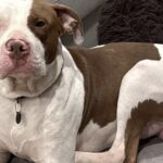 Trova un cane in centro e lo salva dopo l’attesa inutile dei soccorsi