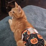 Kirby, il gatto con sindrome di Manx che affronta ogni giorno cure e bagni