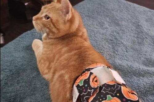 Kirby vive con una forma marcata di sindrome di Manx, ma resta un gatto affettuoso, sereno e profondamente legato a chi lo accudisce.