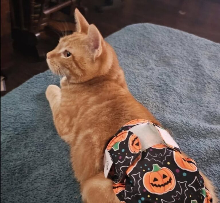 Kirby vive con una forma marcata di sindrome di Manx, ma resta un gatto affettuoso, sereno e profondamente legato a chi lo accudisce.