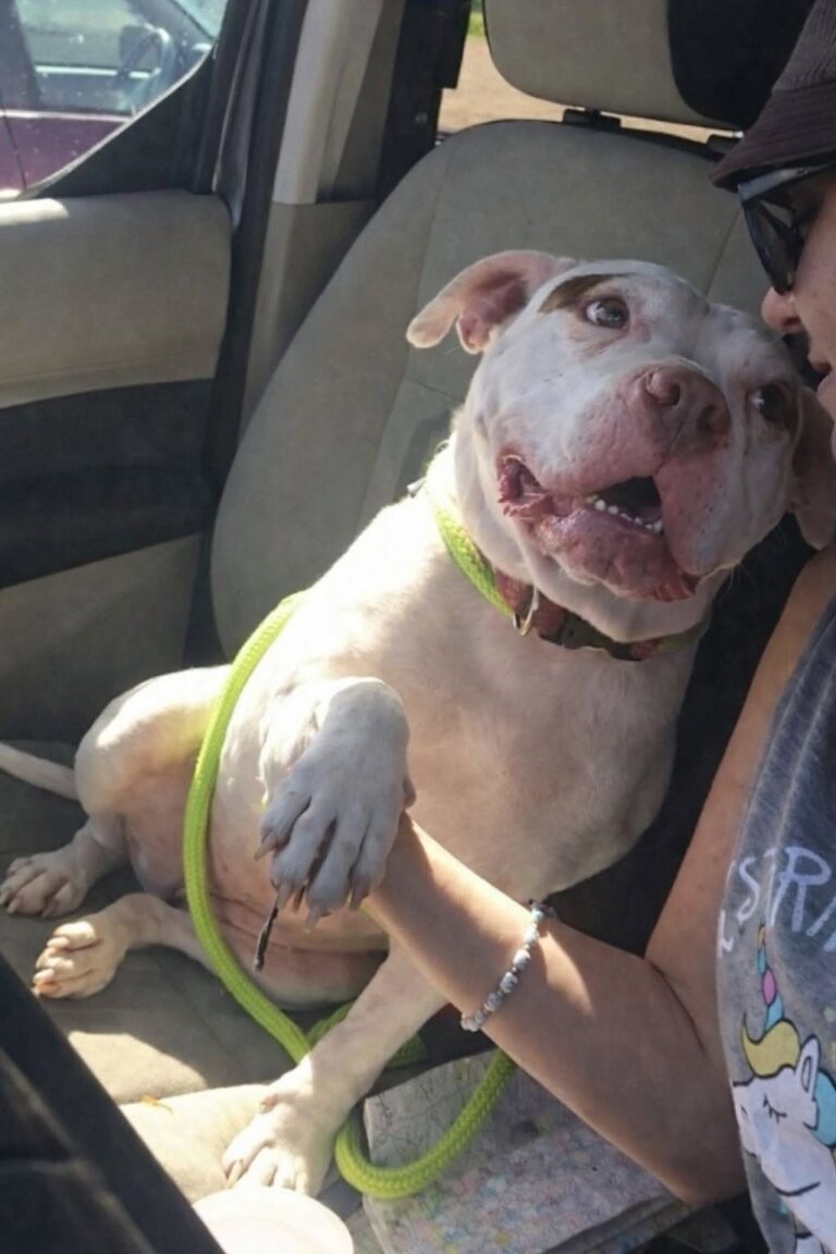 Dopo mesi trascorsi in gabbia, un cane giudicato troppo difficile ha trovato una famiglia pronta a portarlo via dal rifugio.