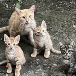 Mamma gatta arriva in giardino con i suoi cuccioli e trova finalmente un rifugio sicuro