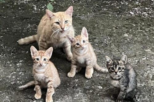 Una gatta rossa con tre piccoli è comparsa in un giardino privato, cercando riparo, cibo e protezione per la sua cucciolata.