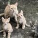 Una gatta rossa con tre piccoli è comparsa in un giardino privato, cercando riparo, cibo e protezione per la sua cucciolata.