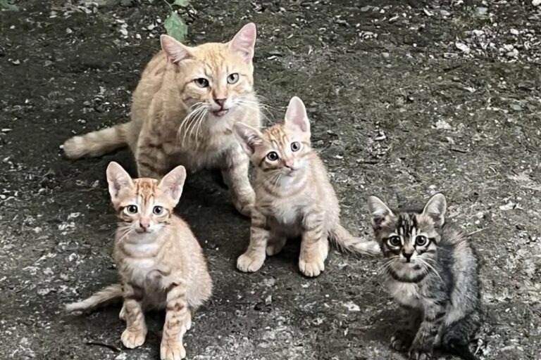 Una gatta rossa con tre piccoli è comparsa in un giardino privato, cercando riparo, cibo e protezione per la sua cucciolata.