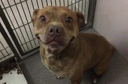 Il cane ha capito qualcosa prima ancora dell’adozione: davanti a quella famiglia si è alzato, ha scodinzolato e ha sorriso.