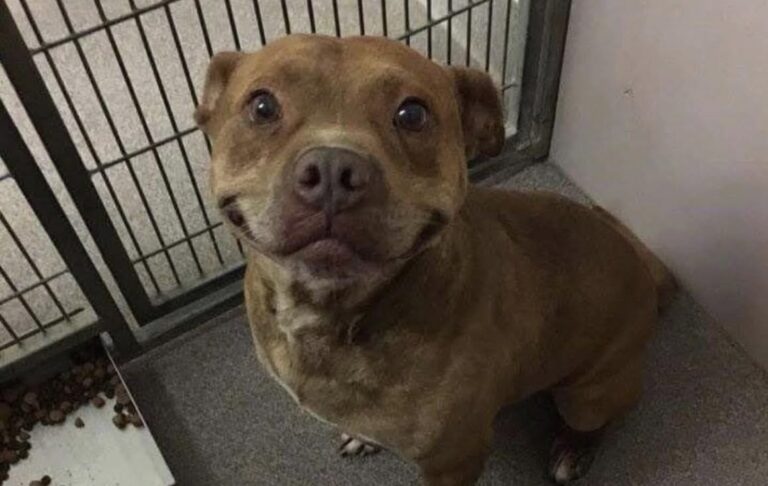 Il cane ha capito qualcosa prima ancora dell’adozione: davanti a quella famiglia si è alzato, ha scodinzolato e ha sorriso.