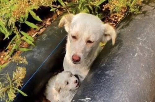 Il ritrovamento è avvenuto durante una passeggiata vicino casa: una madre e il suo cucciolo erano soli, impauriti e senza riparo.