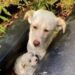 Il ritrovamento è avvenuto durante una passeggiata vicino casa: una madre e il suo cucciolo erano soli, impauriti e senza riparo.