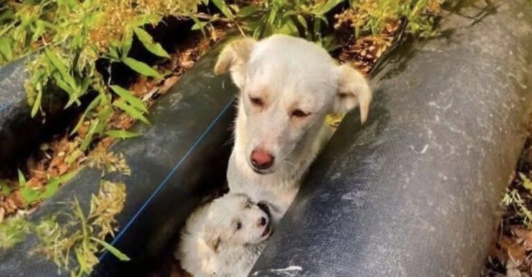 Il ritrovamento è avvenuto durante una passeggiata vicino casa: una madre e il suo cucciolo erano soli, impauriti e senza riparo.