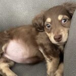Dopo la perdita di Stella arriva Tiramisu, la cucciola che riporta luce in casa