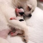 Nala protegge il cucciolo più fragile e lo tiene sempre accanto a sé