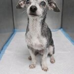 Cagnolina di 12 anni lasciata al rifugio trova una casa tranquilla per gli ultimi anni