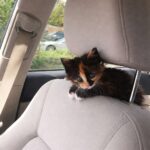 Trova una cucciola sul bordo della strada e decide di portarla via con sé