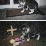 Il gatto porta i suoi giochi sulla tomba di Bruno, il cane con cui era cresciuto