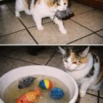 La gatta affoga i suoi giochi nella ciotola dell’acqua e nessuno riesce a capirne il motivo