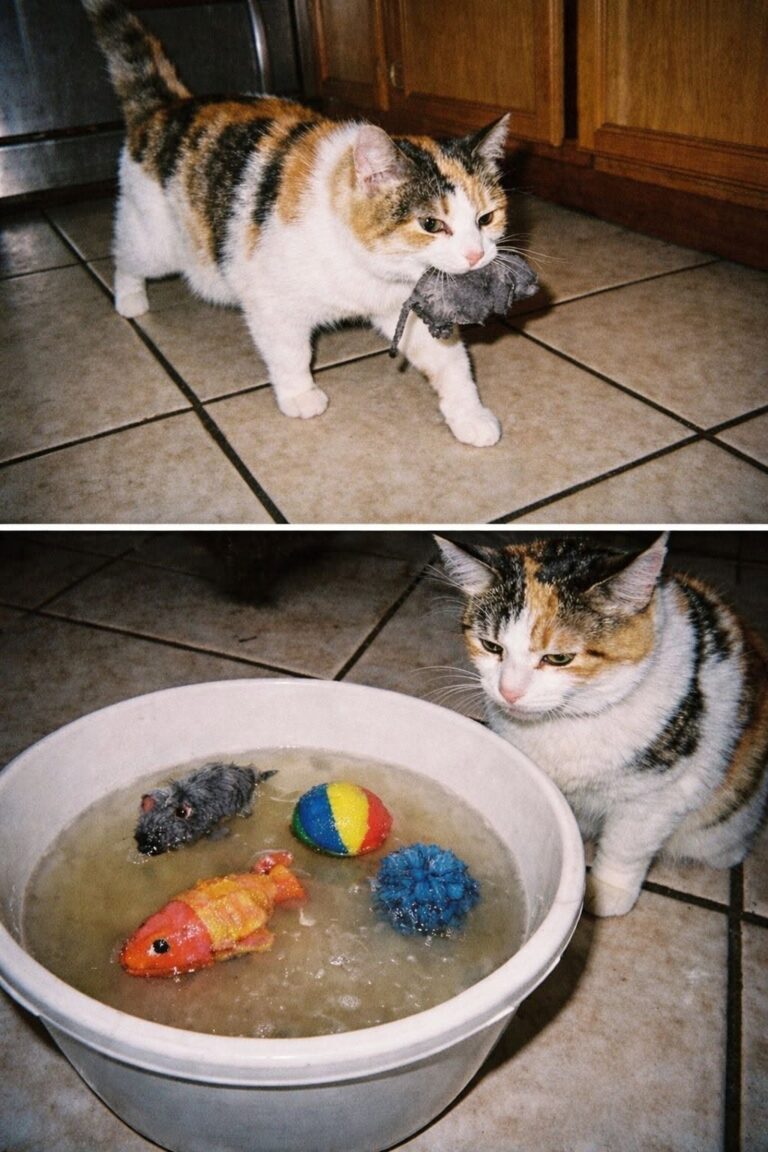 Ogni giorno una gatta porta topolini, palline e pesci di stoffa nella ciotola dell’acqua, lasciandoli galleggiare senza recuperarli.