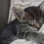 Trovano un cucciolo al freddo e lo avvolgono in una coperta: si addormenta tra le braccia