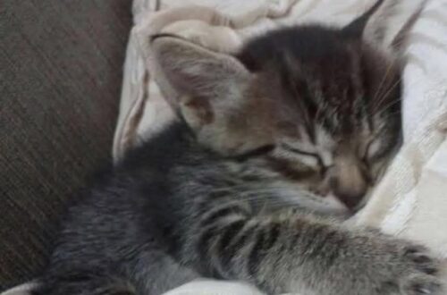 Il piccolo era rimasto fuori per un tempo imprecisato. Dopo il salvataggio, si è lasciato andare a un sonno profondo.