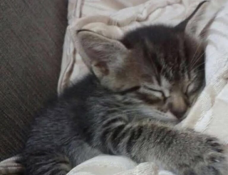 Il piccolo era rimasto fuori per un tempo imprecisato. Dopo il salvataggio, si è lasciato andare a un sonno profondo.