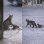 Il vecchio gatto del quartiere ferma il cucciolo prima di attraversare la strada