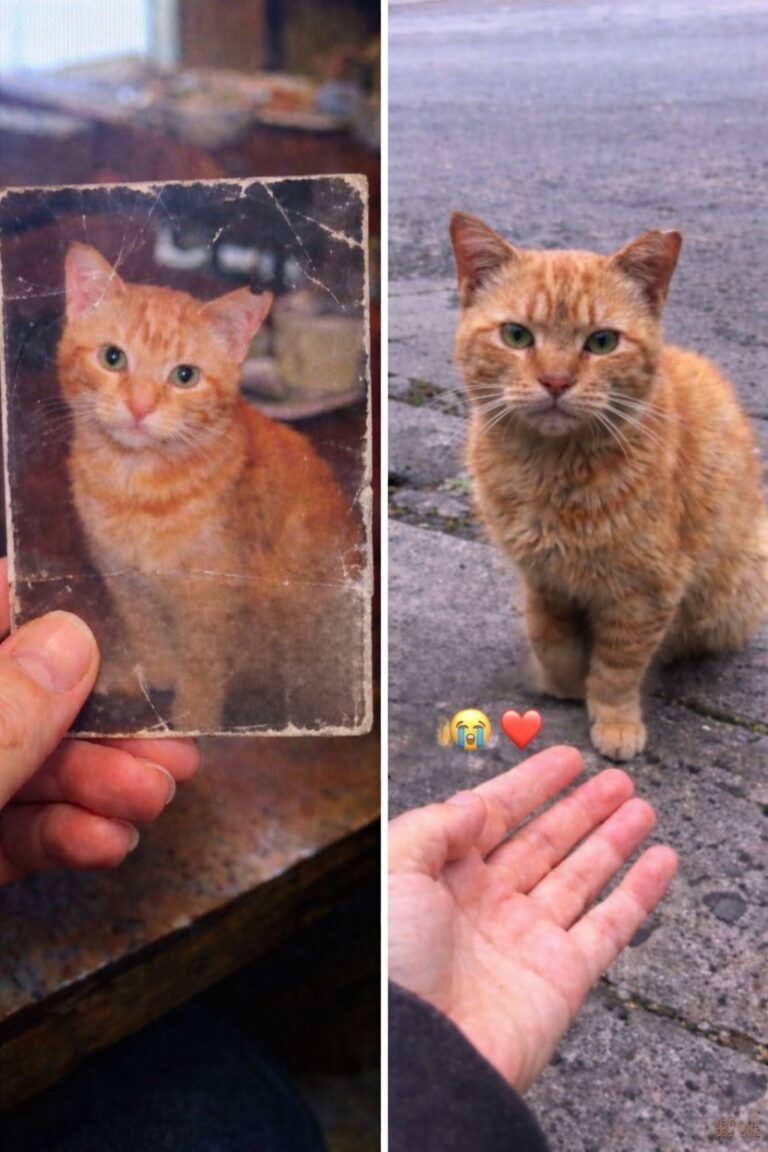 Nacho era fuggito quando i ladri avevano lasciato la porta aperta: dopo quattro anni è stato riconosciuto grazie a una tacca sull’orecchio.
