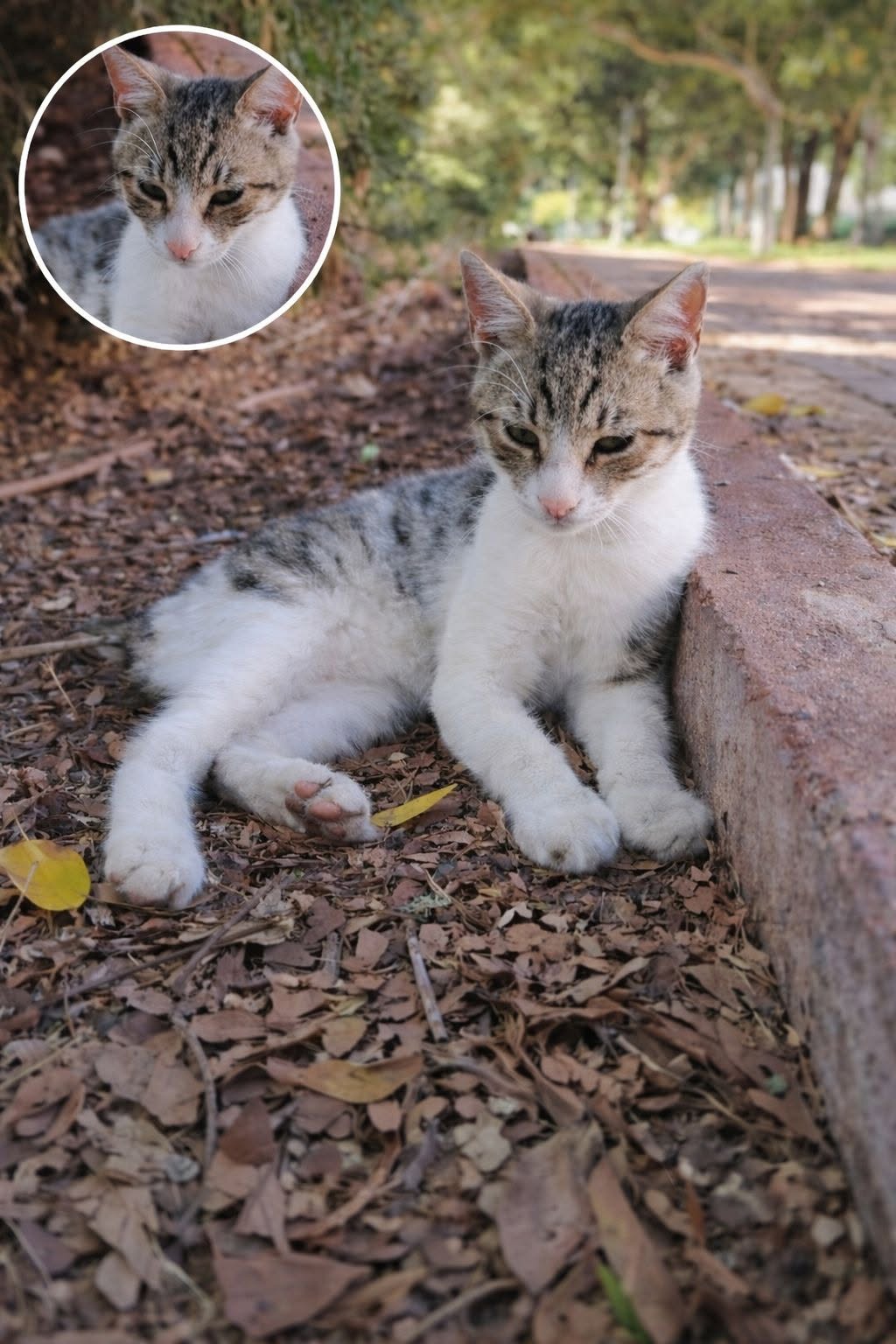 Un cucciolo trovato sempre nello stesso punto lungo il tragitto per la scuola ha trovato casa e una nuova vita.